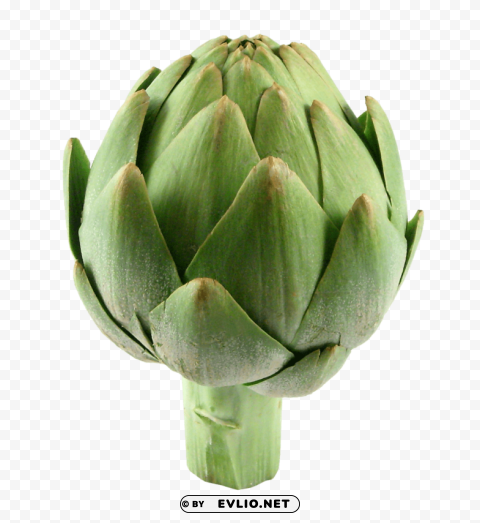 fresh artichoke PNG Graphic Isolated with Clear Background