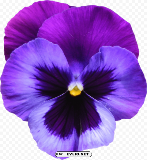 large purple violet flower PNG images with transparent canvas comprehensive compilation