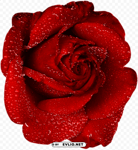 red rose with dew Isolated Character in Transparent PNG