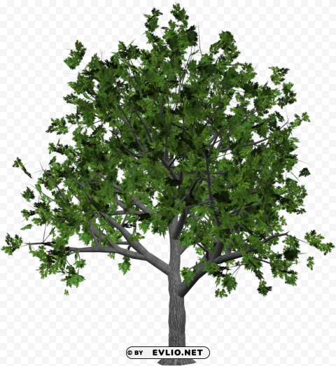 tree PNG images with cutout
