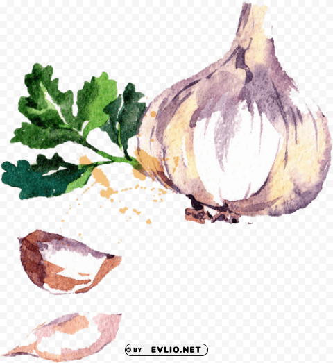 watercolor vegetables PNG with no bg