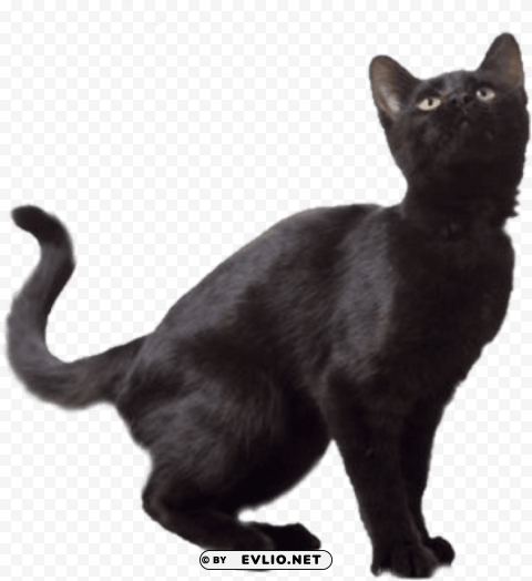 Black Cat Transparent Background PNG Photo