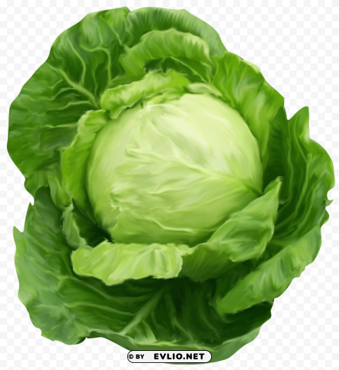 cabbage PNG isolated