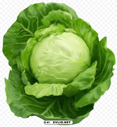 Cabbage PNG Isolated