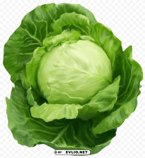 Cabbagepicture PNG Transparent Images For Websites