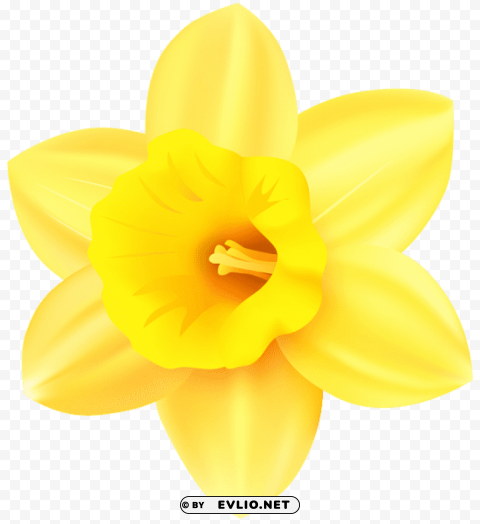 daffodil PNG for educational use