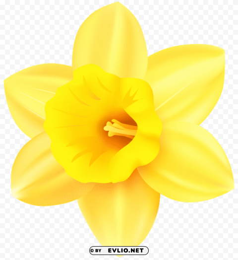 Daffodil PNG For Educational Use