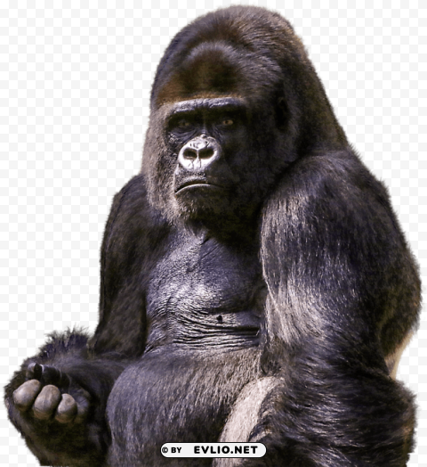 gorilla Isolated Design Element on PNG