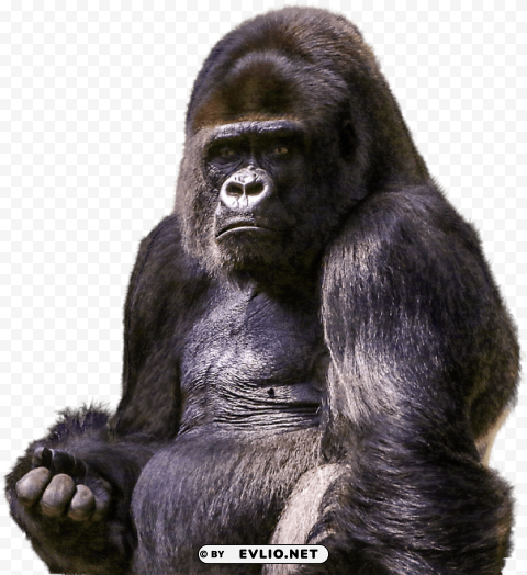 Gorilla Isolated Design Element On PNG