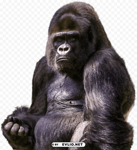 Gorilla Sitting PNG Image With Isolated Transparency