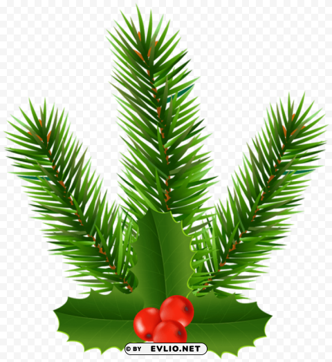 pine branch with holly Isolated Icon in HighQuality Transparent PNG