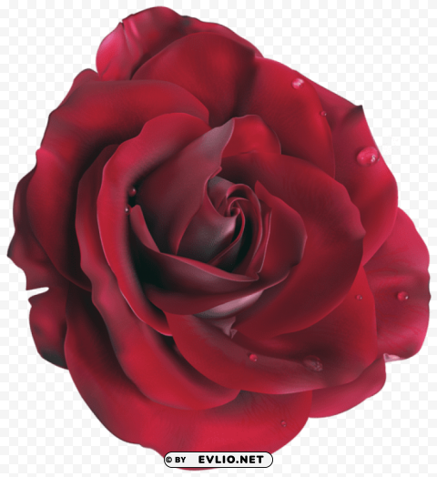 red large rosepicture Isolated Subject on HighResolution Transparent PNG