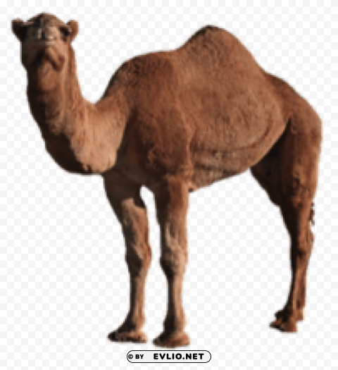 camel Isolated Item on Transparent PNG