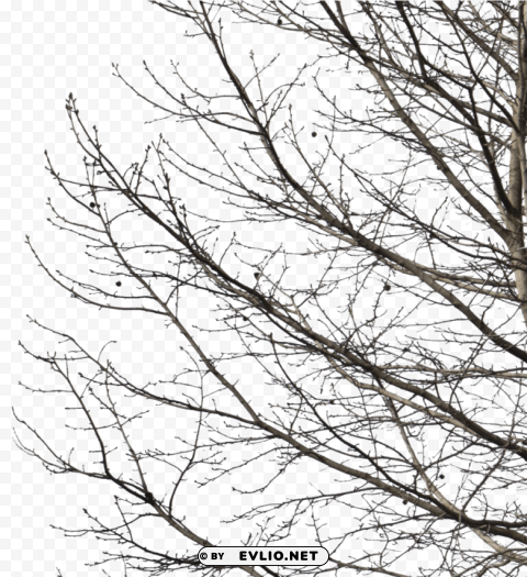 deciduous tree image winter PNG Isolated Subject on Transparent Background
