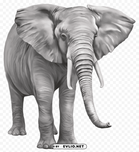 elephant large PNG Image Isolated on Transparent Backdrop
