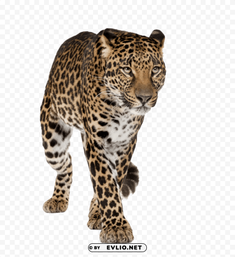 leopard walking front PNG images with no background necessary