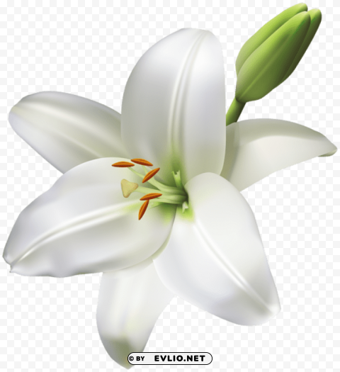 lily flower Transparent Background PNG Object Isolation
