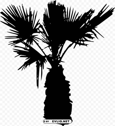 Palm Tree Isolated Graphic With Transparent Background PNG