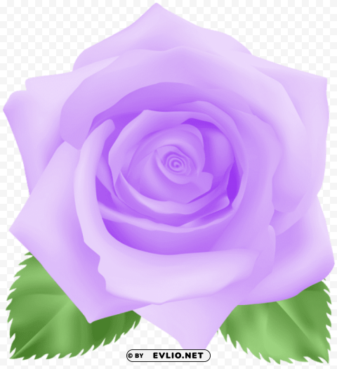 rose purple PNG images with no background necessary