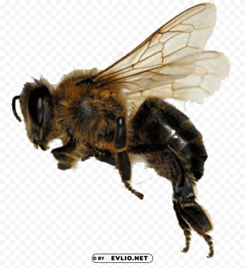 sideview bee PNG Image Isolated on Clear Backdrop