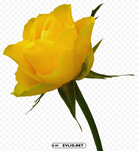 PNG image of  yellow rose Isolated Design Element in HighQuality Transparent PNG with a clear background - Image ID a8bdf1dc