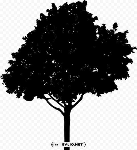 tree silhouette Isolated Subject on HighResolution Transparent PNG