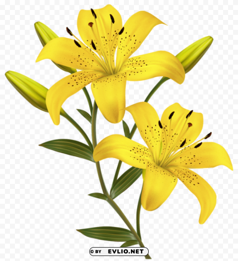 yellow lilies Transparent PNG images for digital art