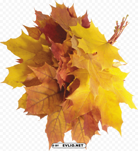 autumn leaf Transparent Background PNG Isolated Element