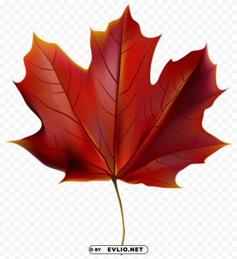 beautiful red autumn leaf Isolated PNG Graphic with Transparency