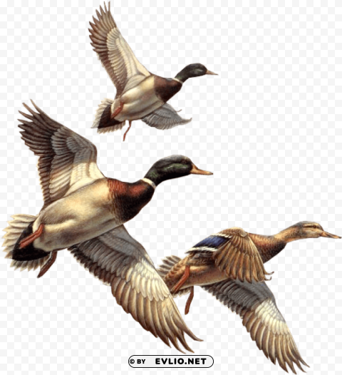 ducks Free PNG transparent images