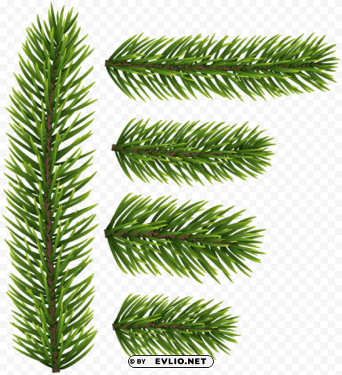 pine branches Isolated Character with Transparent Background PNG