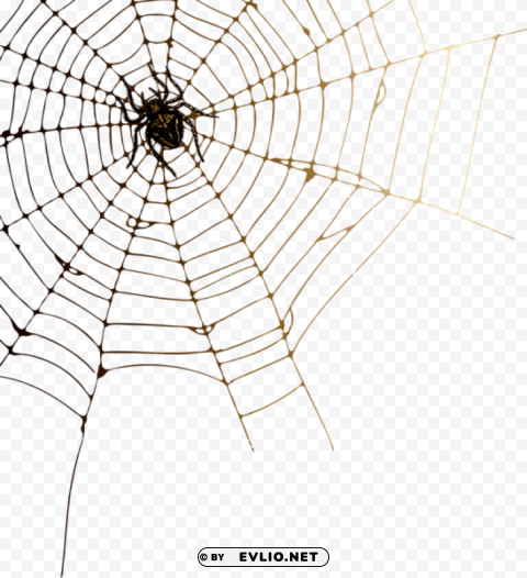 Spider And Web PNG With Clear Transparency