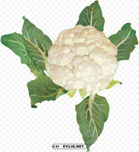 cauliflower PNG transparent images extensive collection