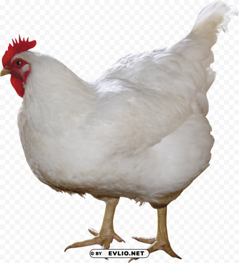 chicken PNG graphics