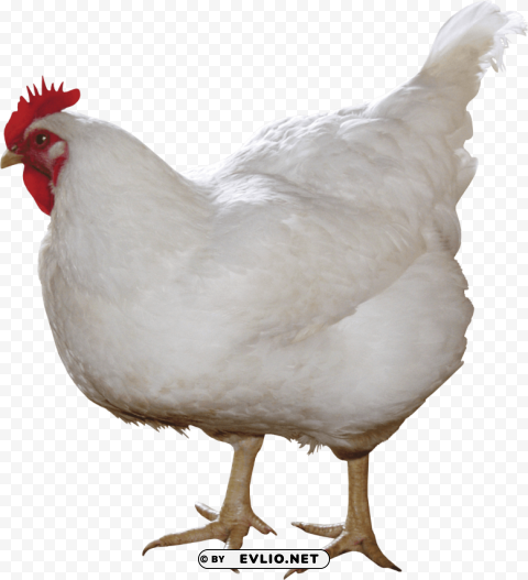Chicken White PNG Image With Transparent Isolation