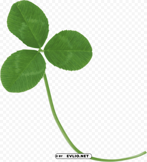 clover PNG for mobile apps