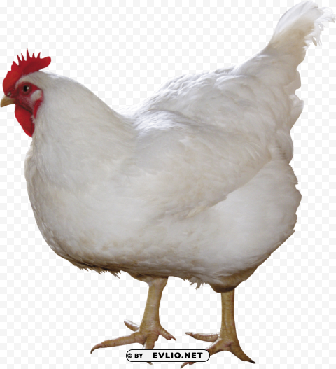 white chicken with red head standing Isolated Icon with Clear Background PNG