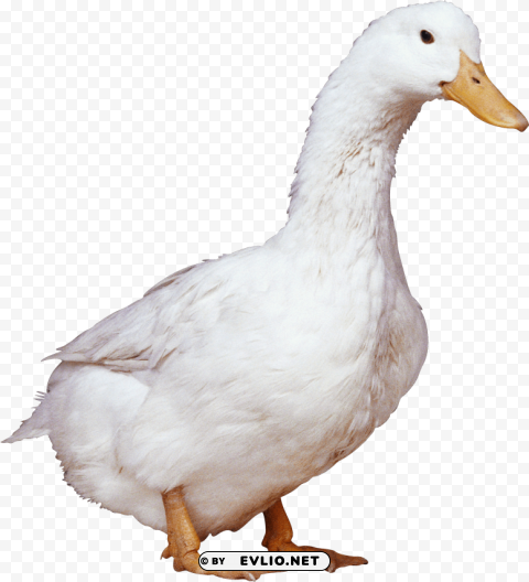 duck PNG Image with Isolated Transparency