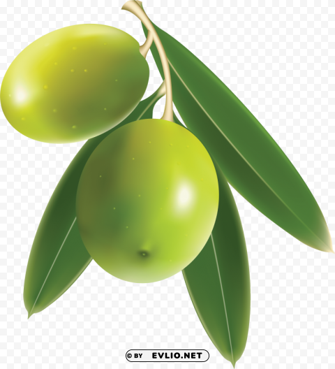 olives PNG cutout