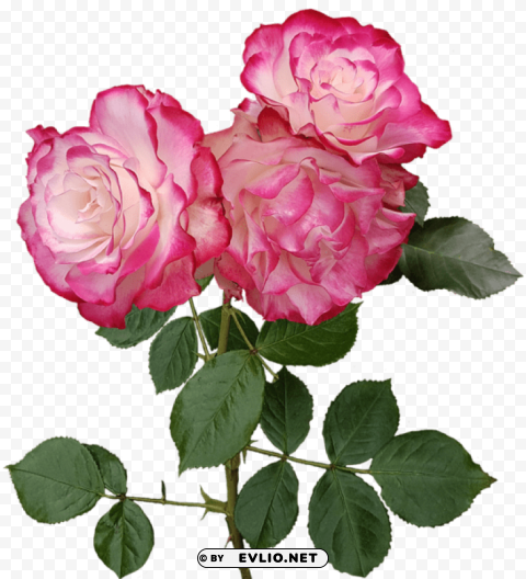 roses Clear PNG pictures compilation