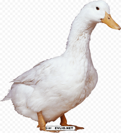 White Duck PNG For T-shirt Designs