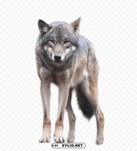 wolf standing an looking forwards PNG graphics with alpha transparency bundle