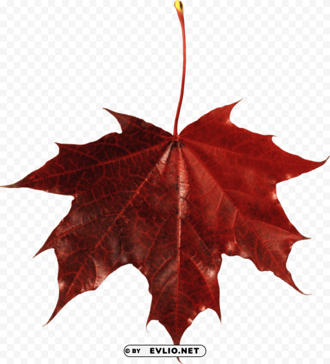 autumn leaf Transparent Background PNG Isolated Item
