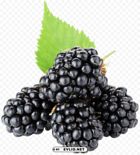 blackberry Isolated PNG Object with Clear Background