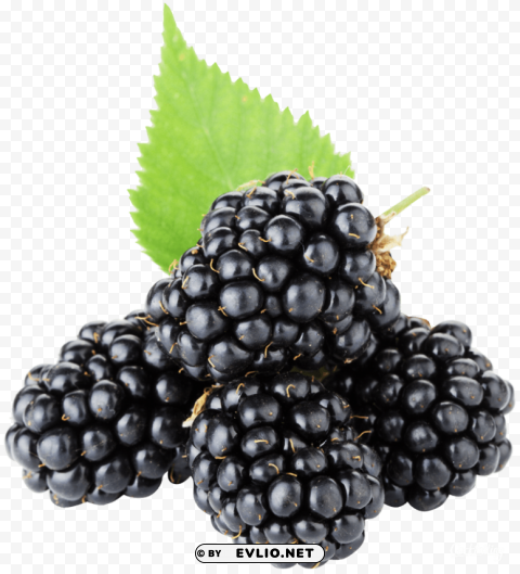 Blackberry Isolated PNG Object With Clear Background