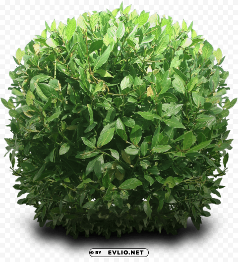 PNG image of bushes PNG transparent photos vast variety with a clear background - Image ID a66b5a50