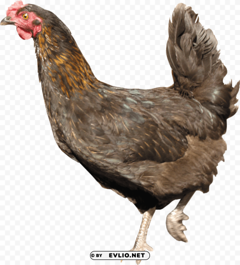 Chicken PNG Graphic With Clear Background Isolation