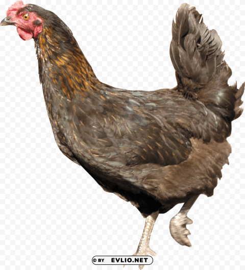 chicken standing PNG high quality