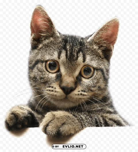 cute cat looking PNG Image with Isolated Graphic