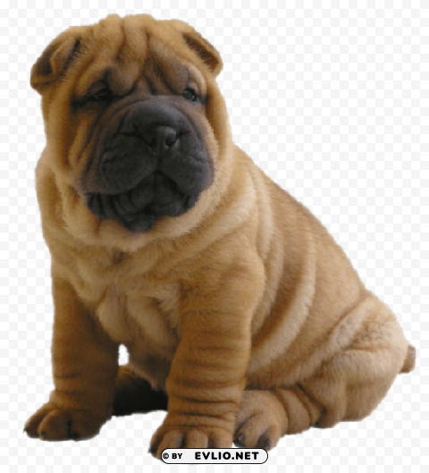 cute little shar pei Isolated Item on Transparent PNG Format